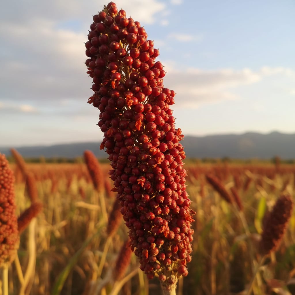 red sorghum (sivappu cholam) high protein & gluten free 1 kg red sorghum (sivappu cholam) high protein & gluten free 1 kg