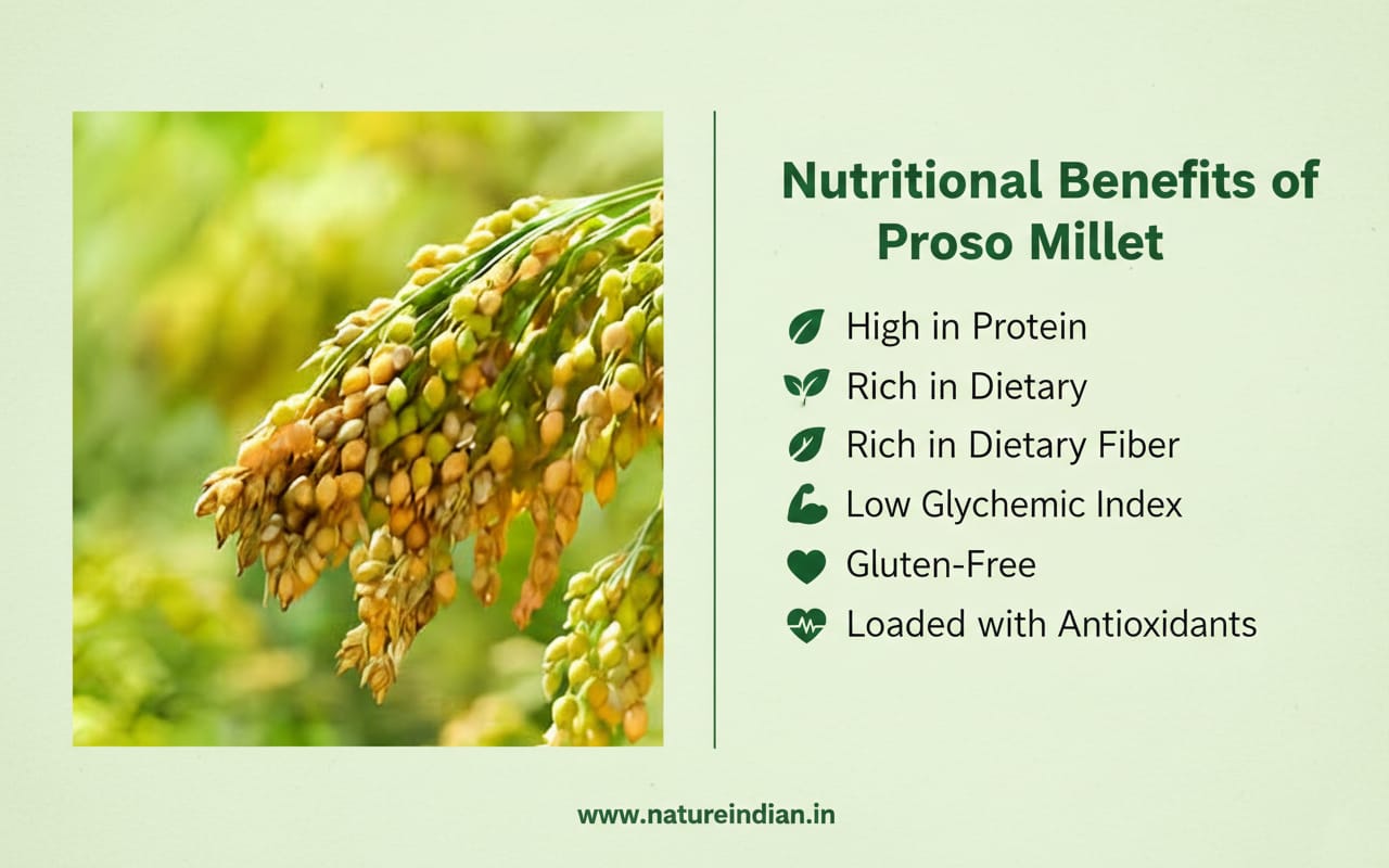 nature indian organic pani varagu (proso millet) 1kg | protein rich & nervous system booster ancient grain nature indian organic pani varagu (proso millet) 1kg | protein rich & nervous system booster ancient grain