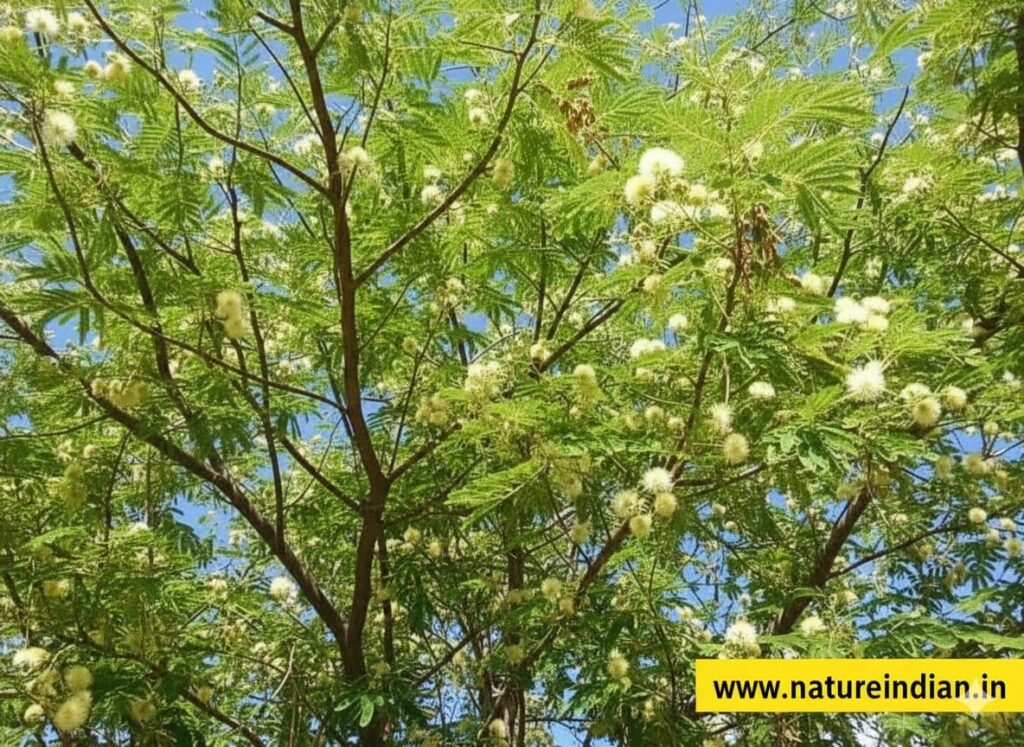 உசிலை இலை அரப்பு குளியல் பொடி: நம் முன்னோர்கள் கண்டறிந்த ஆரோக்கிய ரகசியம்! usilai tree 2